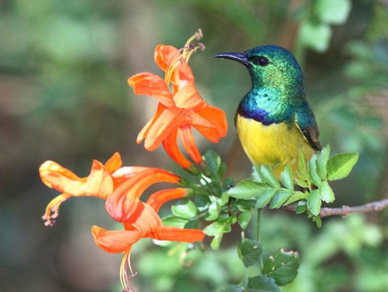 Read more about the article Conservancies: Frontier of the Magaliesberg Biosphere
