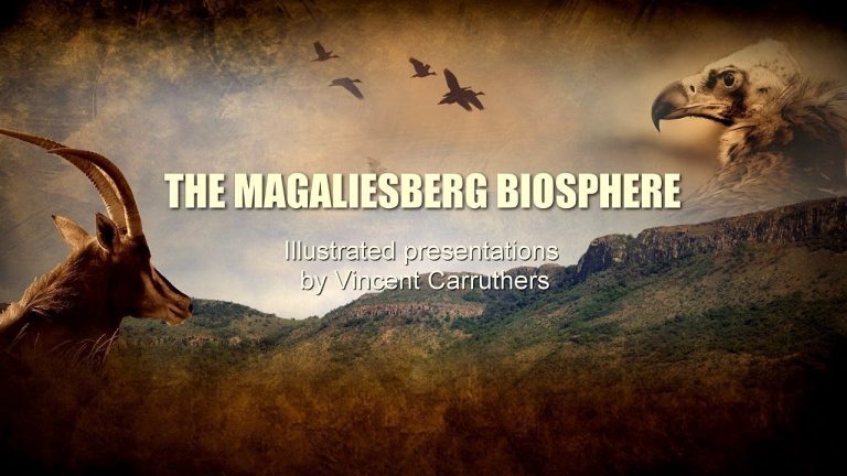 Read more about the article Introduction to the Magaliesberg – Part 1