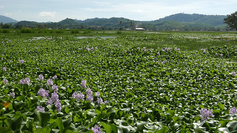 You are currently viewing Water Hyacinth Crisis on Hartebeespoort Harties Dam