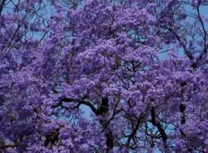 Alien Invasive Plants List for South Africa